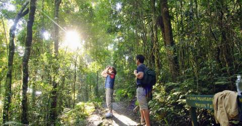 Australien - Queensland - Lamington National Park - vandretur_1