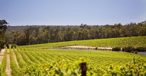 Australien - South Australia - Barossa Valley - Vinmarker (10)