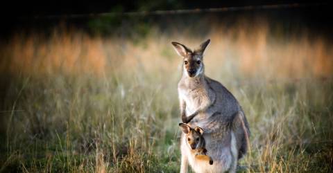 Australien - South Australia - Kangaroo Island - kaenguru