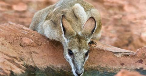 Australien - Western Australia - Broome - Wallaby_0