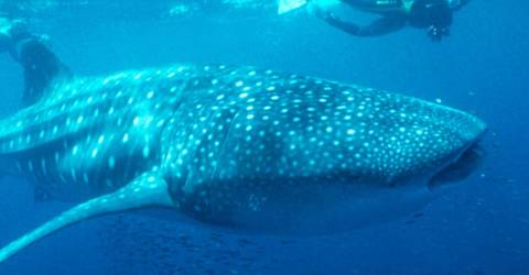 Australien - Western Australia - Ningaloo Reef - Dyr - Whale Shark (2).jpg