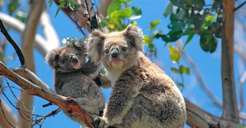 5 facts om koalaer og deres unger