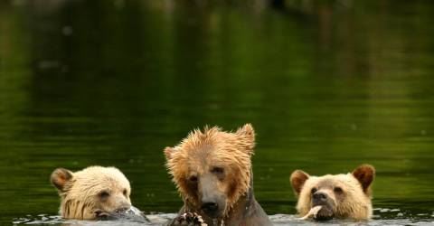 Canada - British Columbia - Knight Inlet Lodge - Grizzlybjørne (Custom)