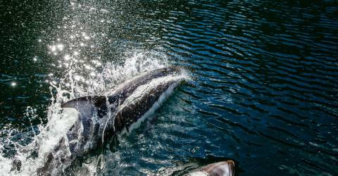 Canada - British Columbia - Vancouver Island - Nimmo Bay 10.jpg