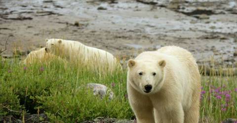 Canada - Churchill - Lazy Bear Lodge - Isbjørn