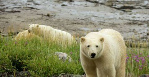 Canada - Churchill - Lazy Bear Lodge  - Isbjørn