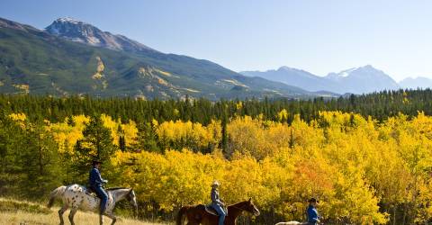 Canada - Jasper - Heste