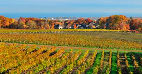 Canada - Ontario - Niagara-on-the-lake - vin