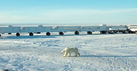 Canada - Tundra Buggy - Frontiers North (6).jpg