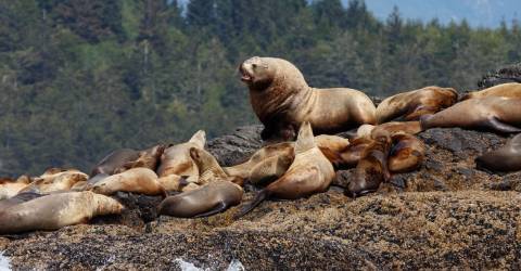 Canada - vancouver island - søløve.jpg