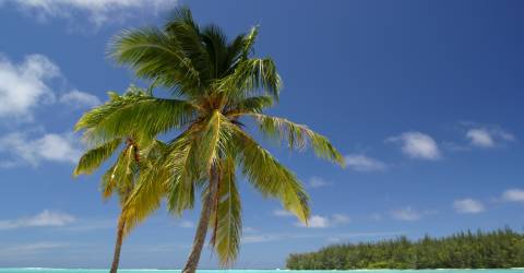 Palmer på sandstrand vid lagun under blå himmel vid Moorea Beach, Franska Polynesien