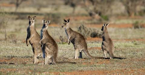 NY-Australien-kangaroos_0