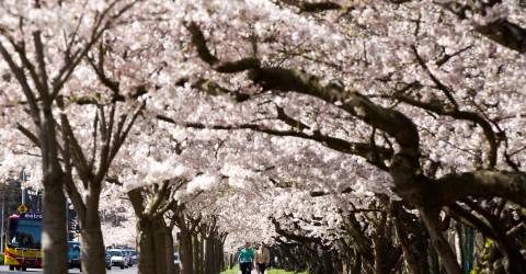 New Zealand - South Island - Christchurch - Hagley Park (5)