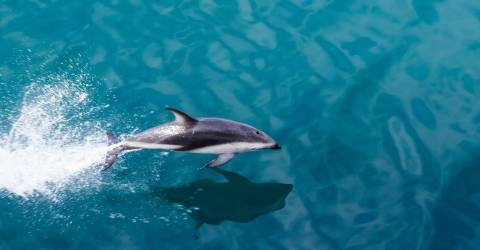 New Zealand - Sydøen - Milford sound - delfin