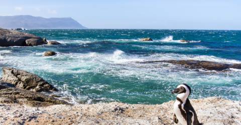 Sydafrika - Boulders Beach - pingvin