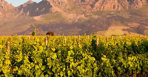 Sydafrika - Vin - Vinmark - Stellenbosch.jpg