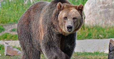 USA - Alaska - Bjoern - Grizzly.jpg