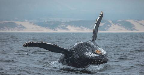 USA - Californien - Monterey Bay - hval