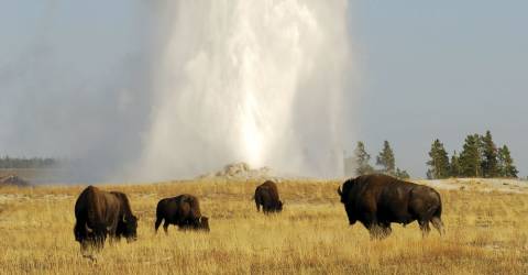 USA - Wyoming - Yellowstone - Bison - 1.jpg