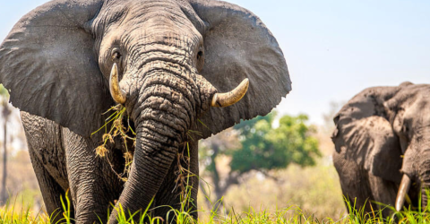 Botswana från Okavango till Kalahari