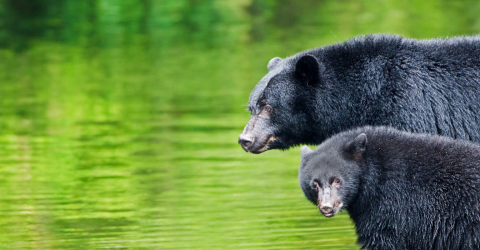 Bjørnesafari ved Tofino og Ucluelet