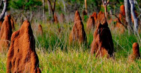 australien_-_northern_territory_-_litchfield_national_park_-_termitboer_2.jpg