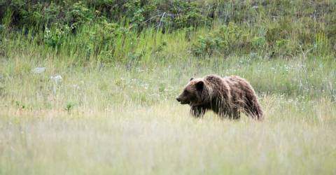 canada - brown bear - bredformat 3000x1200px