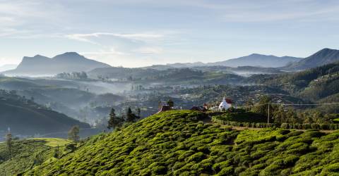 eliya tea plantage (2).jpeg