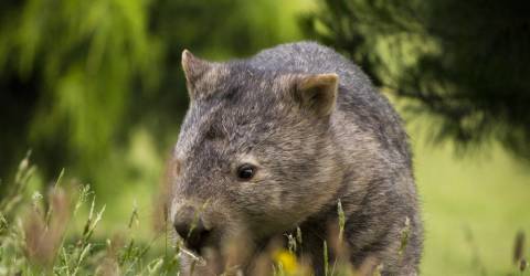 wombat