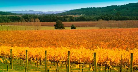 Australien - victoria - Yarra Valley - vin 3.jpg