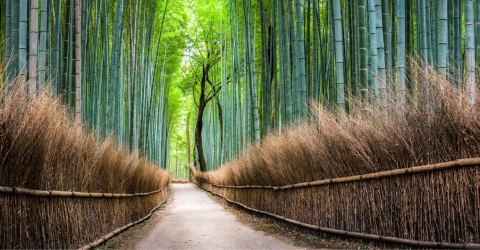 Bambusskoven i Arashiyama