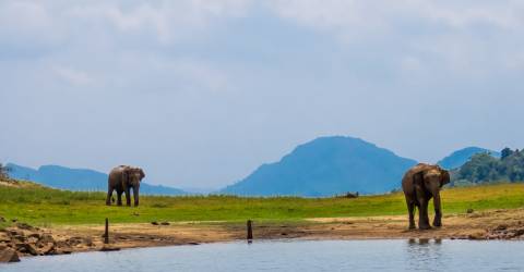 Wilpattu National Park (3).jpeg