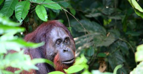 danum valley borneo (3).jpeg