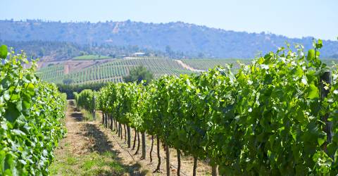 Chile: Sjöarna och vinområdena