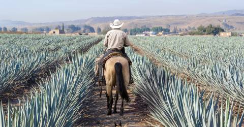 Det nordlige Mexico