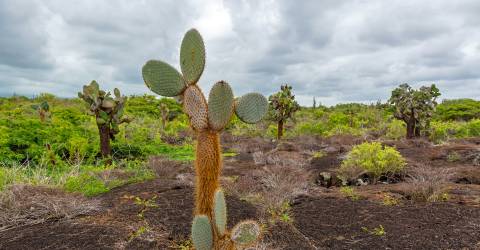 Ecuador: Galápagos djur och natur