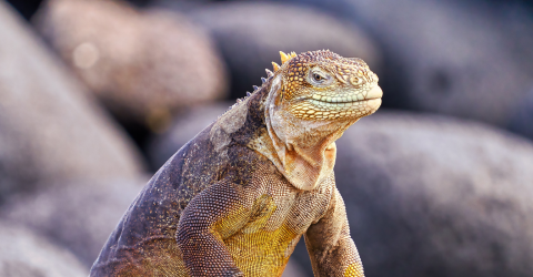 Ecuador: Galápagos djur och natur