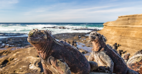 Ecuador: Galápagos safari og vulkaner