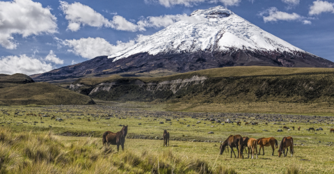 Ecuador: Galápagos Safari og vulkaner