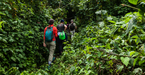 Gorilla trekking i Rwanda