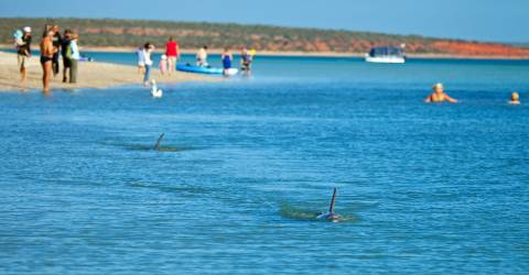 Roadtrip: Australiens Coral Coast