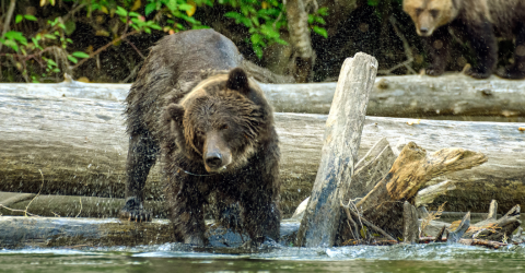 Kanada: Stillahavskusten och Vancouver Island