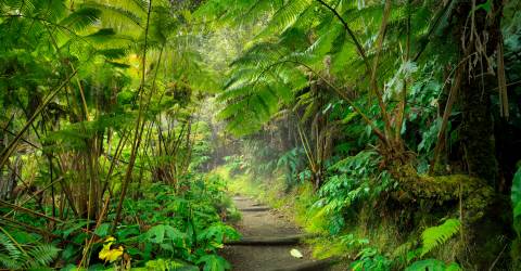 Big Island, Maui og Kauai: Udendørs aktiviteter og eventyr