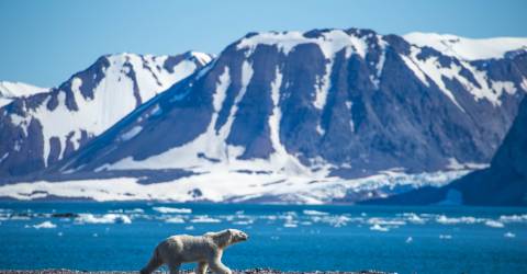 Svalbard: Arktis dyr og natur