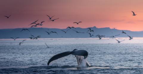 Spetsbergen: Arktis djur och natur