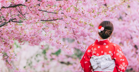 Upplev den magiska körsbärsblomningen i Japan