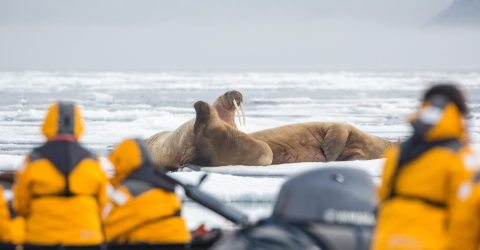 Svalbard: Arktis' dyr og natur