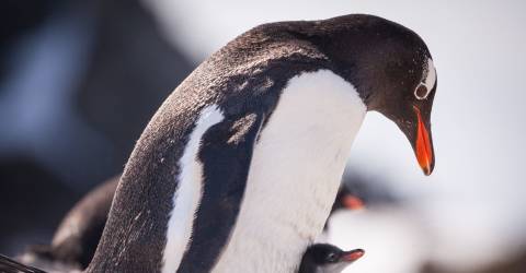 Polarkrydstogt: South Georgia og Antarktis