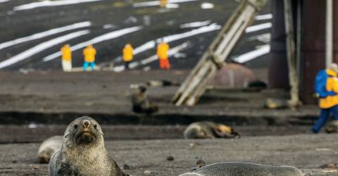 Polarkrydstogt: South Georgia og Antarktis