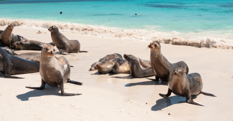 Peru och Galápagos: Naturens underverk